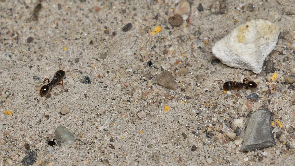 Pavement ants photographed on a sandy surface