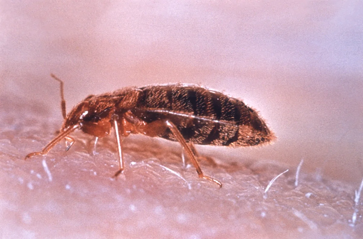 Close-up photograph of an adult bed bug on fabric