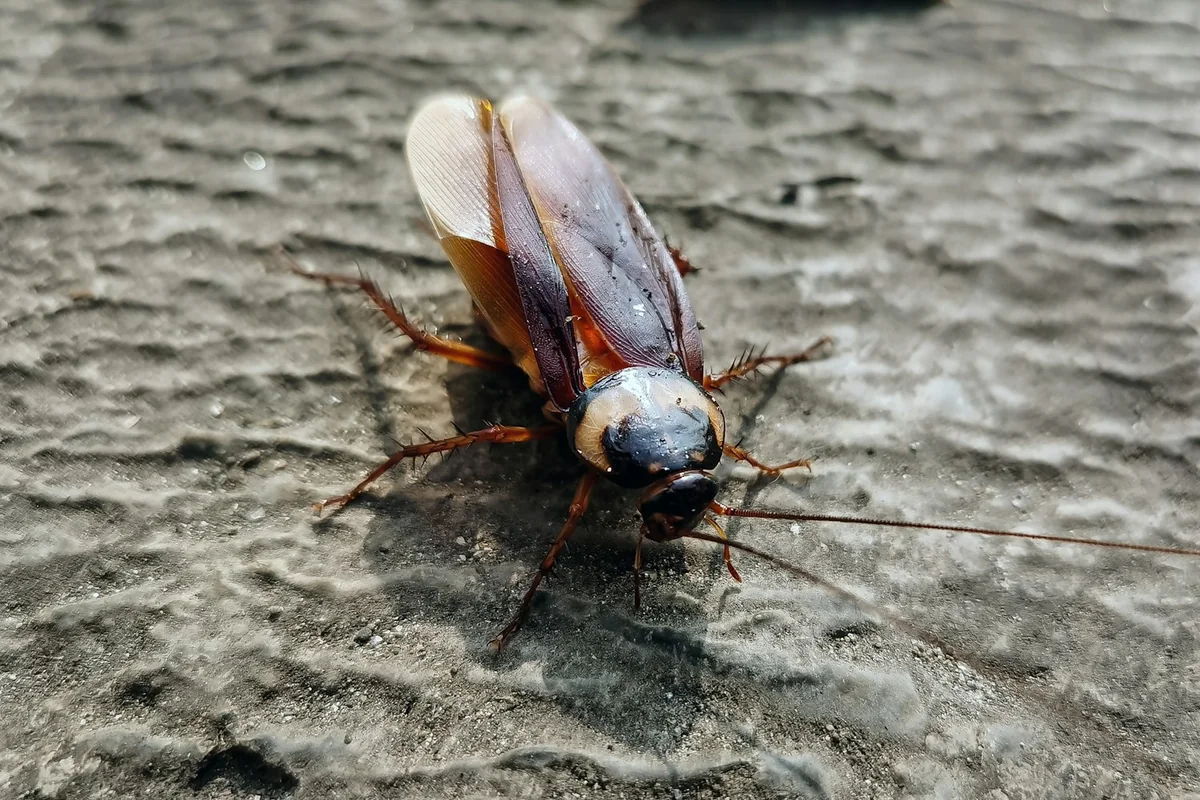 Close-up photograph of a cockroach on a textured surface