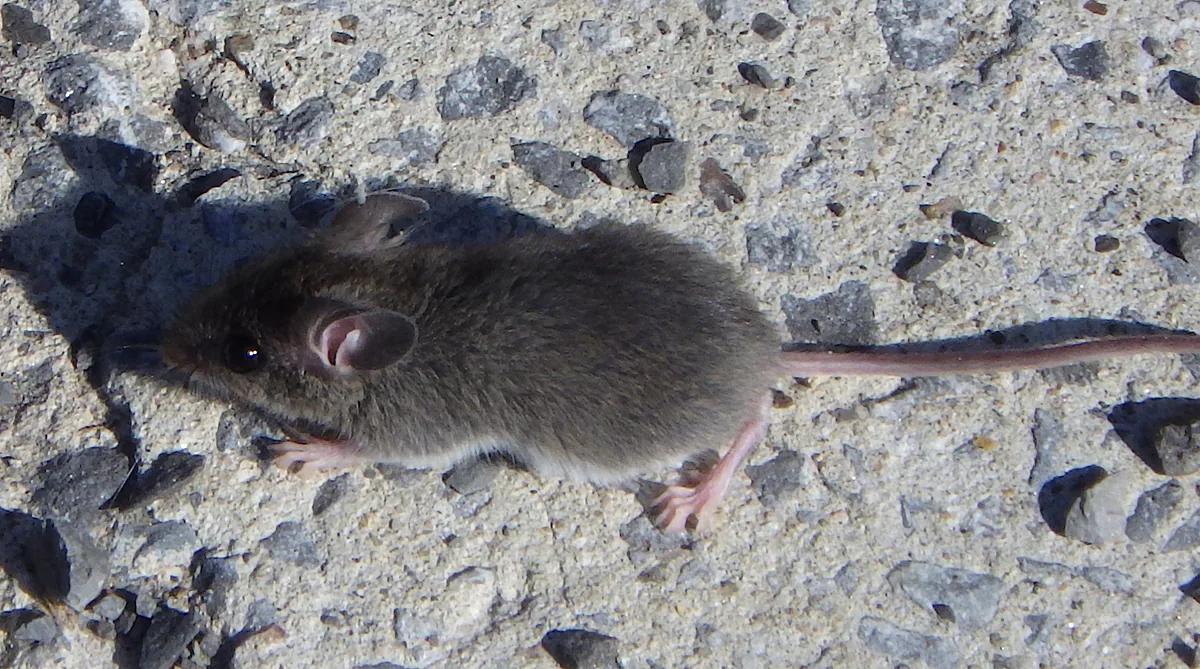 House mouse photographed on pavement