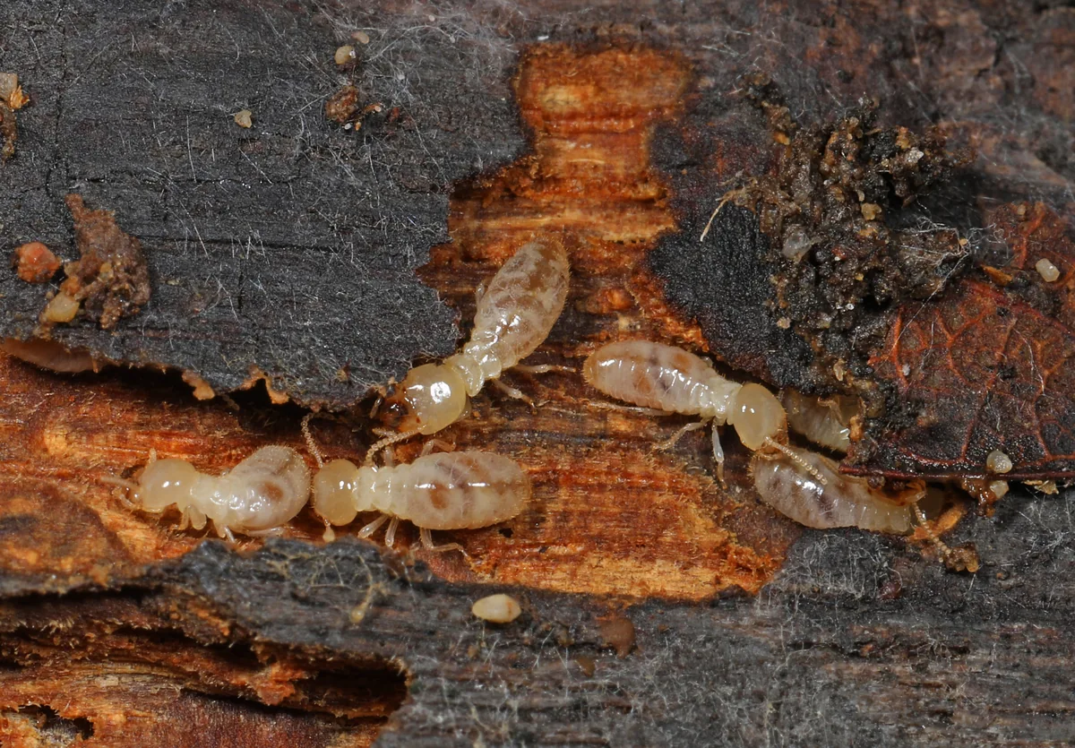 Eastern subterranean termites photographed on exposed wood