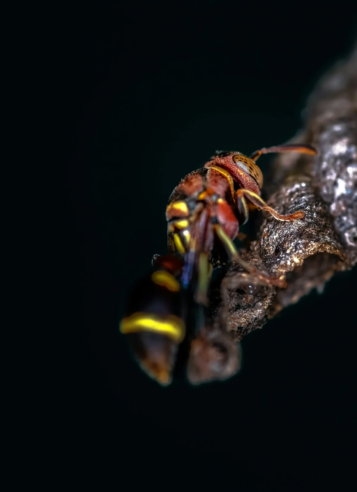 Close-up photograph of a red and yellow wasp